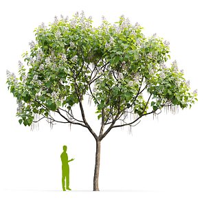 Catalpa V1 3D model