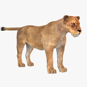 Lioness