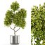 Colección de plantas 496