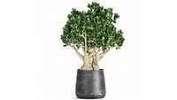 Crassula in a black pot for the interior 931