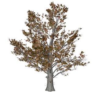 3D Sugar Maple Tree in Fall - 05 -