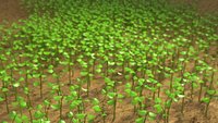 Sprouts blossoming