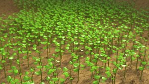 Sprouts blossoming