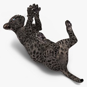 Black Leopard Cub Playing Animated Rigged