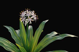 XfrogPlants Spider Lily - Crinum Asiaticum