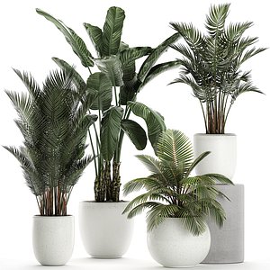 3D model plants white potted