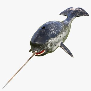 3D model toothed whale narwhal rigged animal