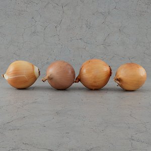 onion vegetable 3D model