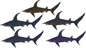Hammer Shark