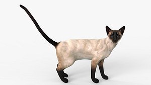 Siamese Cat Rigged for Cinema FBX 3D model