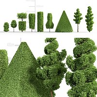 European Hornbeam - Carpinus betulus 3D model