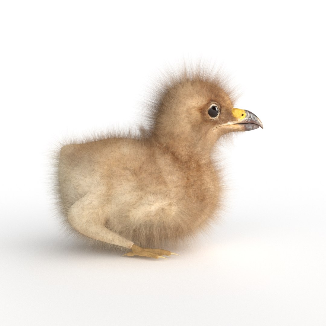 3D baby eagle https://p.turbosquid.com/ts-thumb/Ss/KrQYlb/lHi0C07S/02/jpg/1523737869/1920x1080/fit_q87/572558a9623db6e24bfb7d9db2e01dcef150e85e/02.jpg