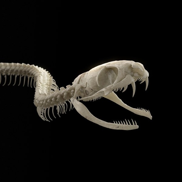 Скелет костяной змеи