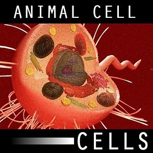 organically eukaryote animal cell max
