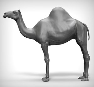 camel realistic 3D