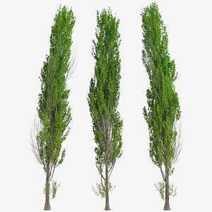 Set of Lombardy poplar or Populus nigra Italica Tree -2 Trees
