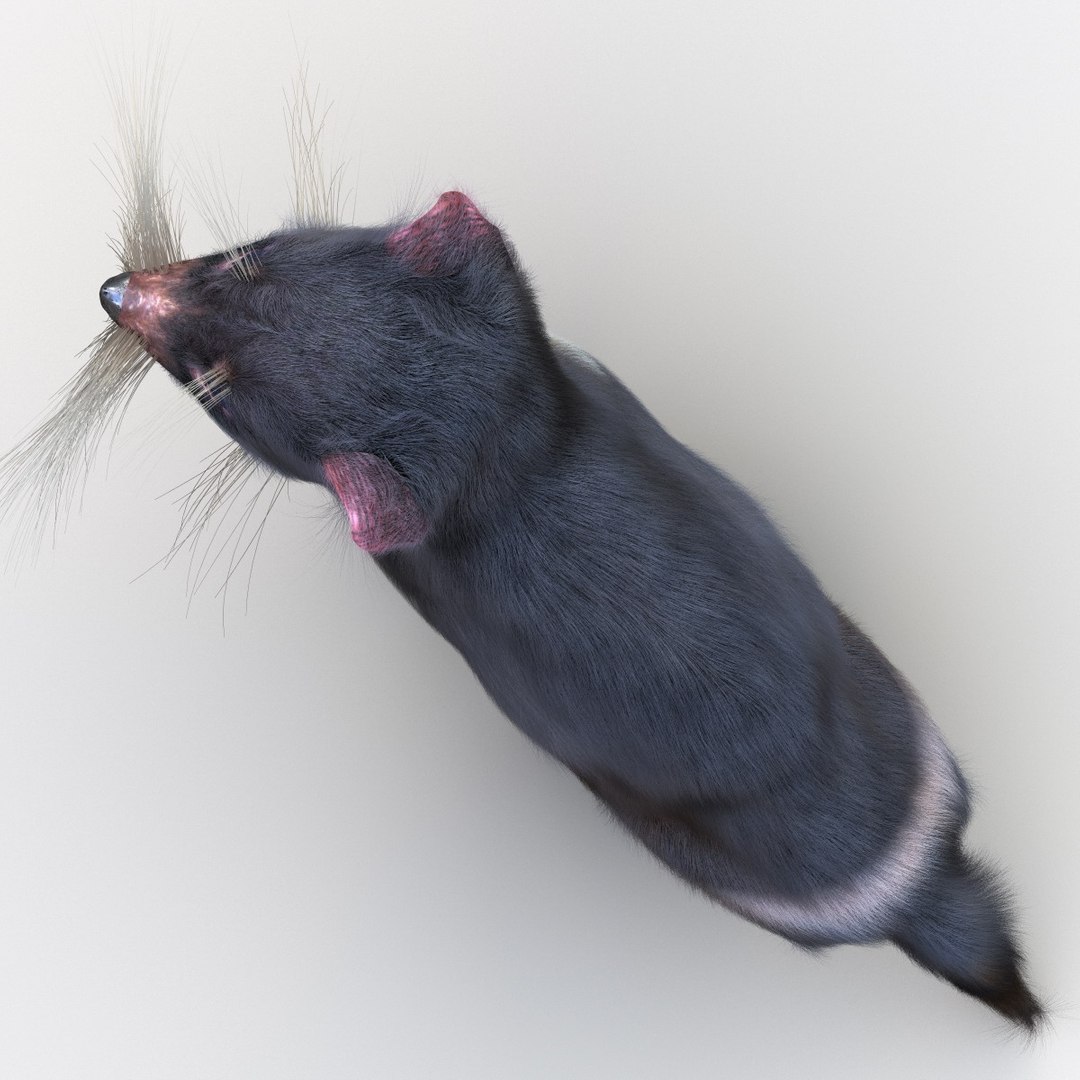 tasmanian devil fur pose 3d max https://p.turbosquid.com/ts-thumb/Ss/baVFLs/1QUpE4FA/tasmaniandevilfurpose2_15/jpg/1384521133/1920x1080/fit_q87/e11a47d81db4f22617abaf0b654461e7e71636a6/tasmaniandevilfurpose2_15.jpg