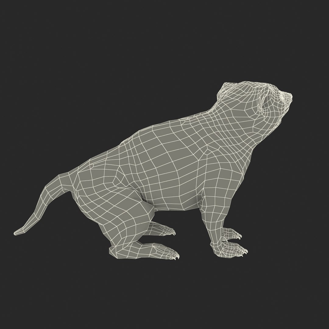 tasmanian devil fur pose 3d max https://p.turbosquid.com/ts-thumb/Ss/baVFLs/GxfncEwJ/tasmaniandevilfurpose2_25/jpg/1384521164/1920x1080/fit_q87/4169b06b143cffbf5793596f5dad2f4f90f3fbd6/tasmaniandevilfurpose2_25.jpg