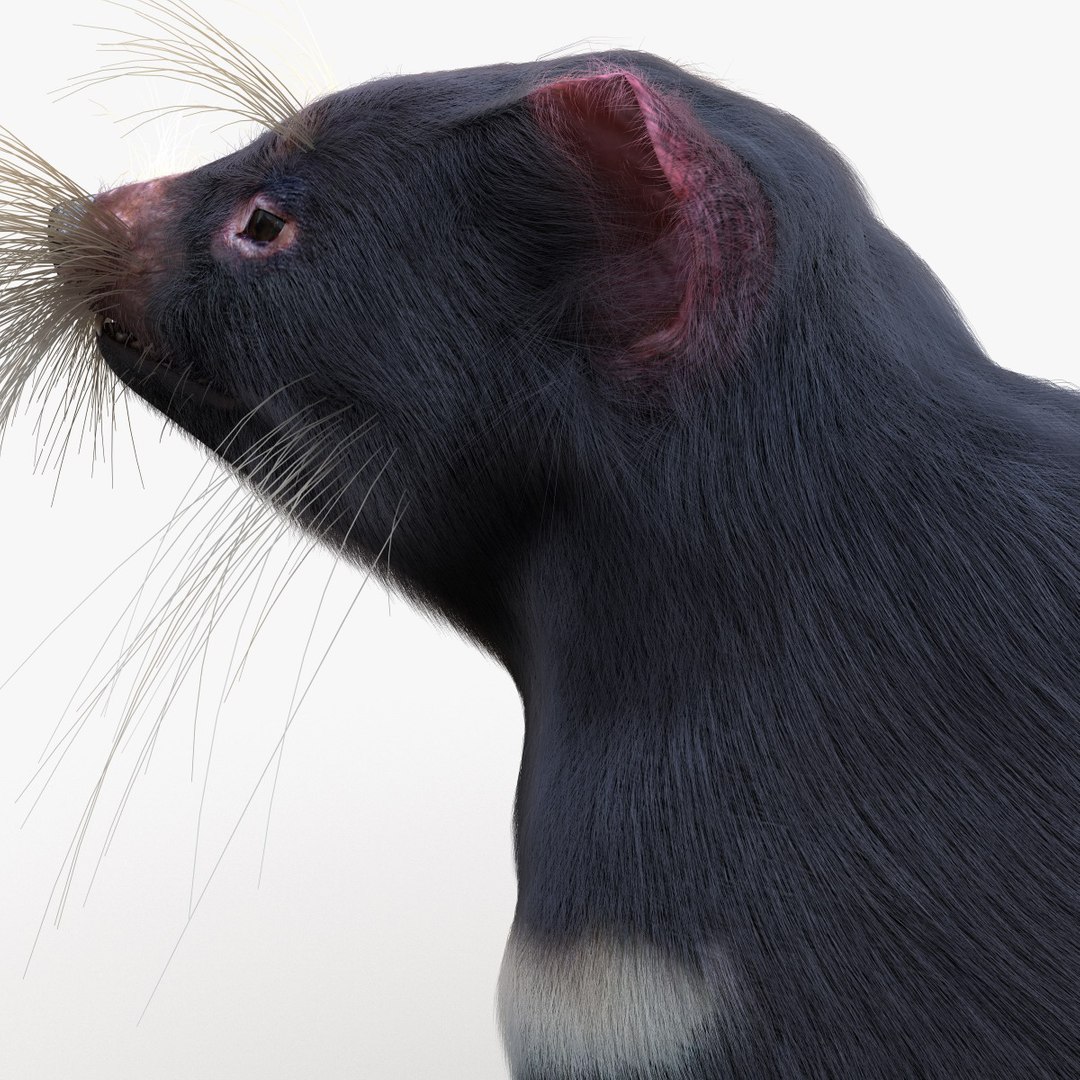 tasmanian devil fur pose 3d max https://p.turbosquid.com/ts-thumb/Ss/baVFLs/JLtDRONl/tasmaniandevilfurpose2_21/jpg/1384521153/1920x1080/fit_q87/936e8f69b197433089c31465940dcc89617accd7/tasmaniandevilfurpose2_21.jpg
