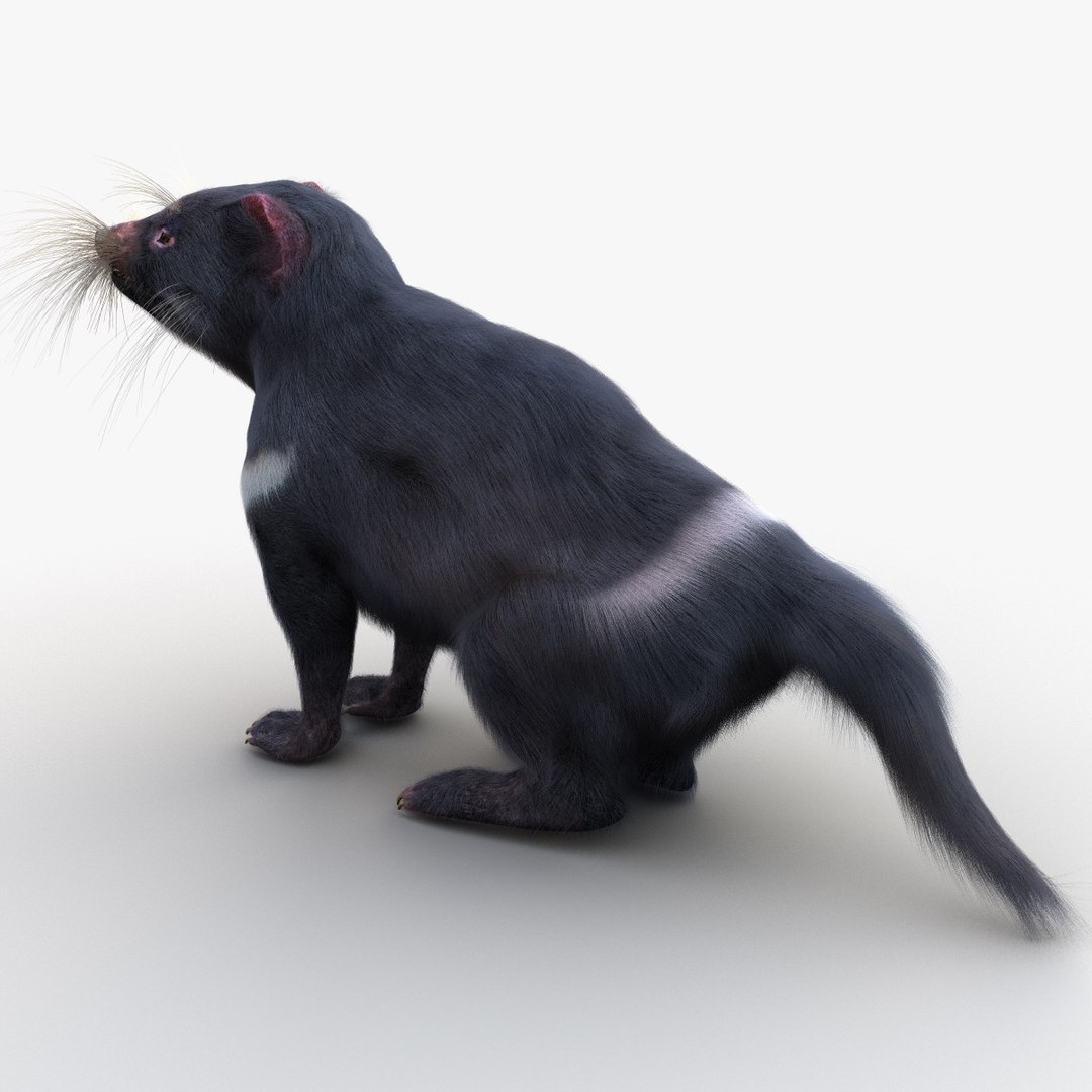 tasmanian devil fur pose 3d max https://p.turbosquid.com/ts-thumb/Ss/baVFLs/M8foYeRb/tasmaniandevilfurpose2_14/jpg/1384521128/1920x1080/fit_q87/bf3739a75d2ad9058c0c9e95fb7b7d211fcf5e0c/tasmaniandevilfurpose2_14.jpg