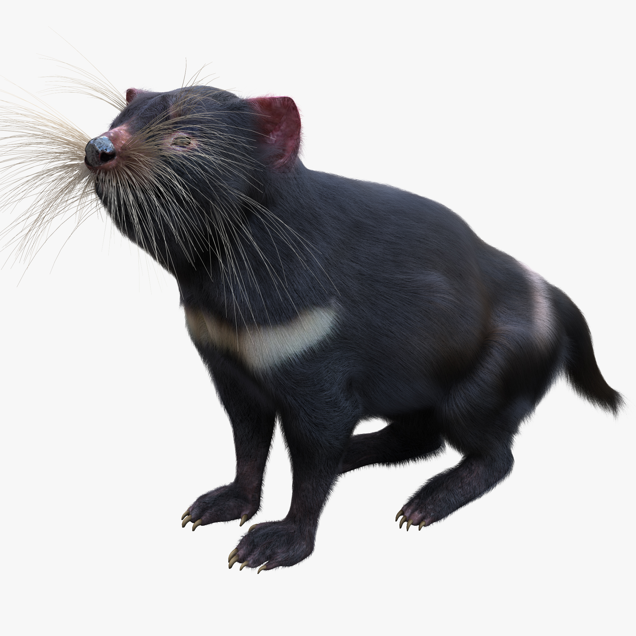 tasmanian devil fur pose 3d max