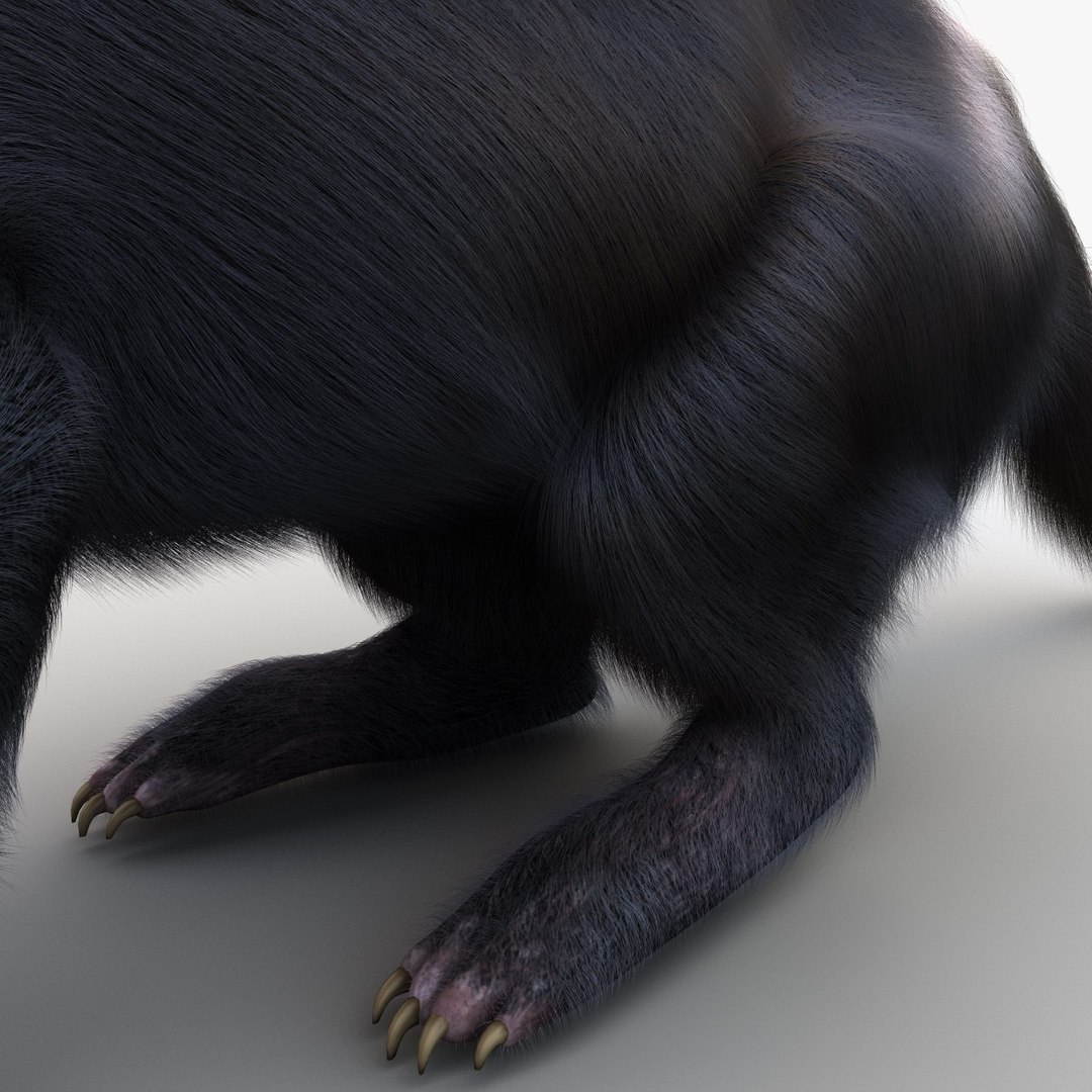 tasmanian devil fur pose 3d max https://p.turbosquid.com/ts-thumb/Ss/baVFLs/XlCIEr8B/tasmaniandevilfurpose2_18/jpg/1384521152/1920x1080/fit_q87/1114e60c61c4bc4eb95bcb2255a634ea05e990f1/tasmaniandevilfurpose2_18.jpg