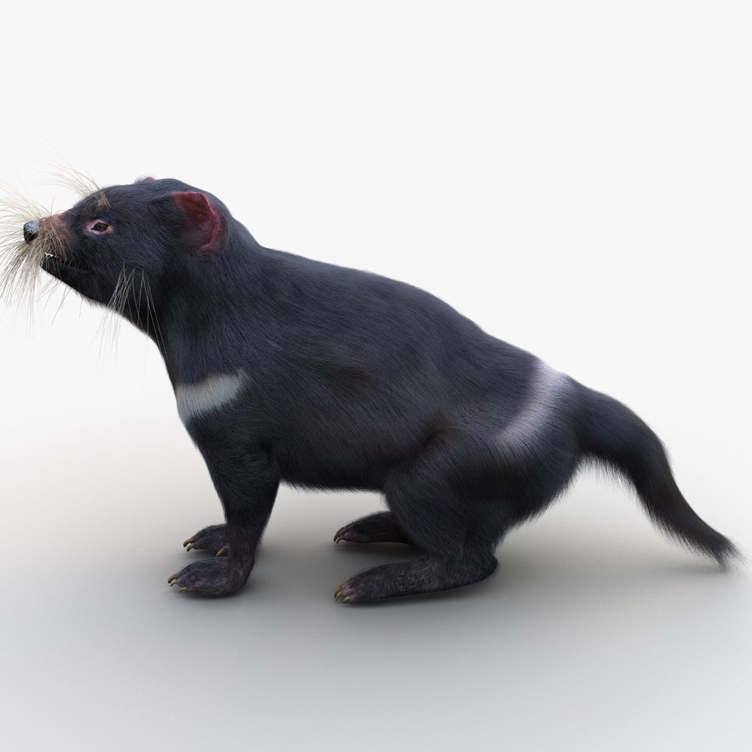 tasmanian devil fur pose 3d max https://p.turbosquid.com/ts-thumb/Ss/baVFLs/XuOeJUBc/tasmaniandevilfurpose2_10/jpg/1384521121/1920x1080/fit_q87/8d8bcde8870365401731b116d9e3a217832699d9/tasmaniandevilfurpose2_10.jpg
