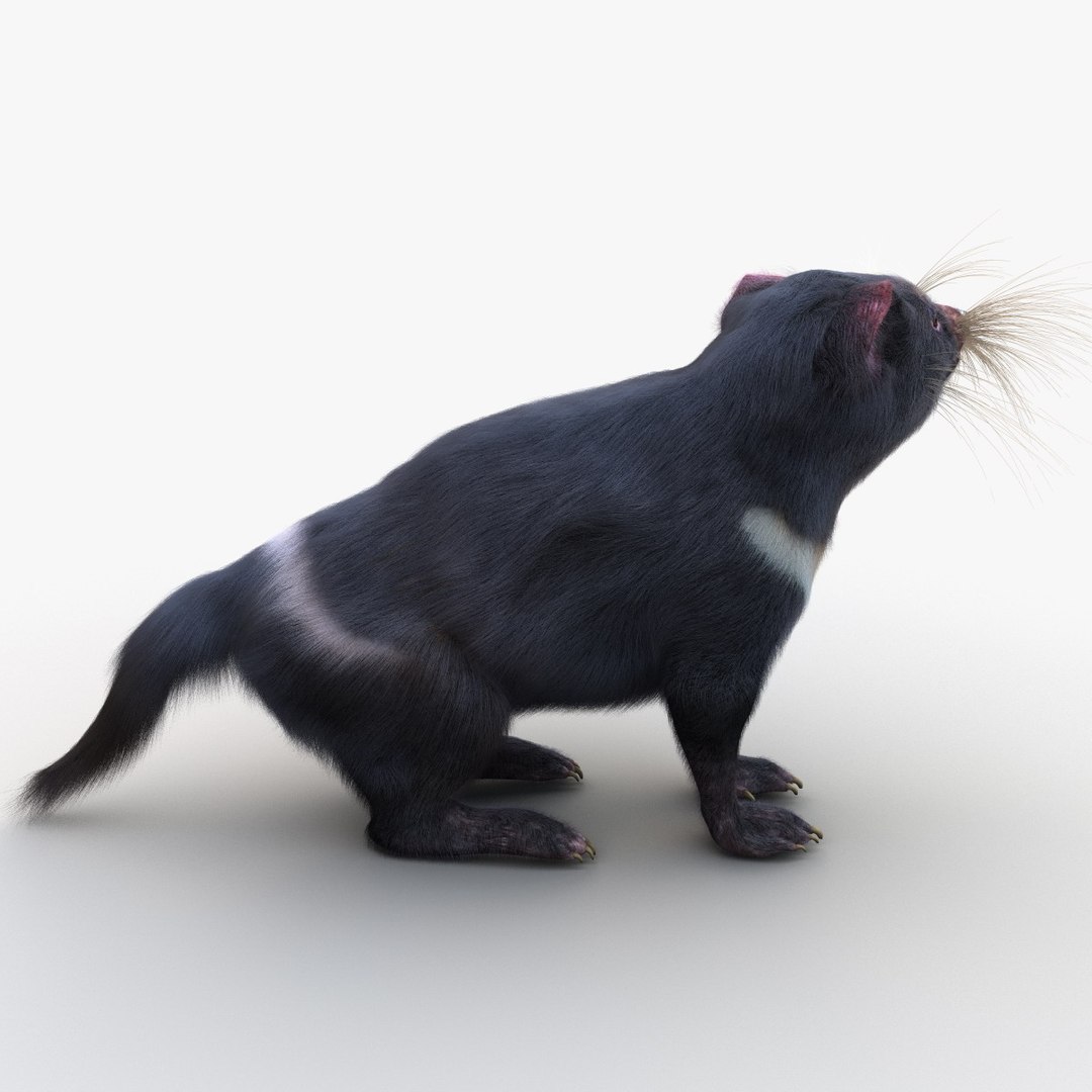 tasmanian devil fur pose 3d max https://p.turbosquid.com/ts-thumb/Ss/baVFLs/iJ9h5Rd7/tasmaniandevilfurpose2_12/jpg/1384521121/1920x1080/fit_q87/089f861cb1710f38945820a13327d01640743a64/tasmaniandevilfurpose2_12.jpg