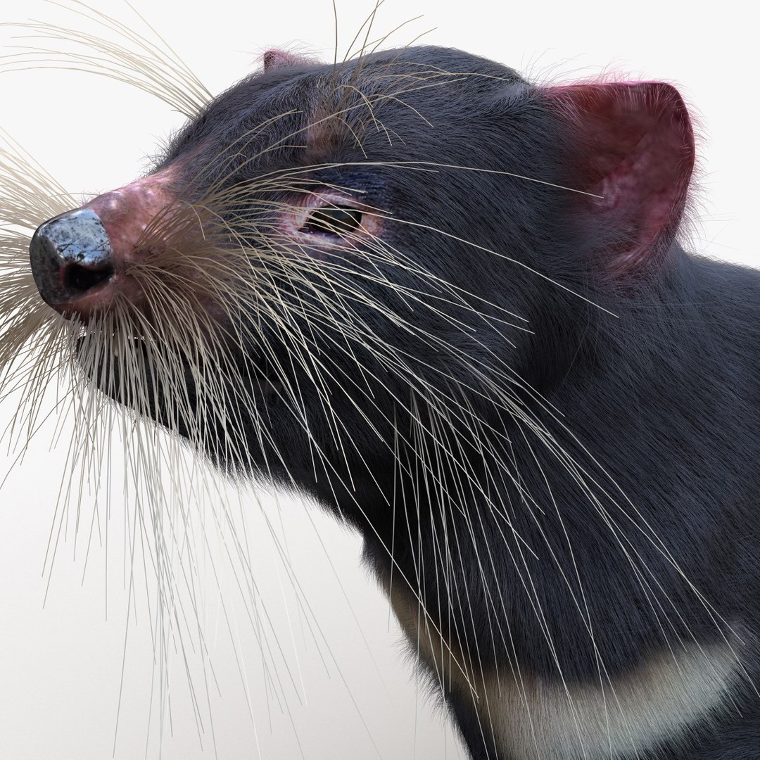 tasmanian devil fur pose 3d max https://p.turbosquid.com/ts-thumb/Ss/baVFLs/j3FeFGNN/tasmaniandevilfurpose2_16/jpg/1384521136/1920x1080/fit_q87/058f722d7b72832c838b52cfa43d710bfb94133e/tasmaniandevilfurpose2_16.jpg