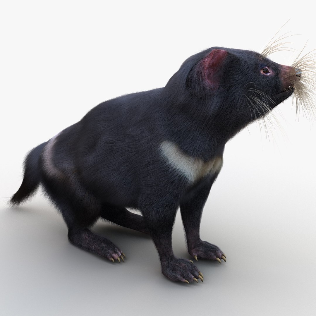 tasmanian devil fur pose 3d max https://p.turbosquid.com/ts-thumb/Ss/baVFLs/zx0uBKOx/tasmaniandevilfurpose2_11/jpg/1384521117/1920x1080/fit_q87/4b1bc9c6c670dce34e4972ab5a997747fe056582/tasmaniandevilfurpose2_11.jpg