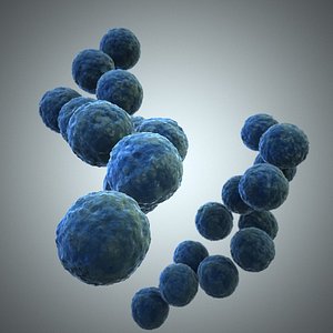 Streptococcus