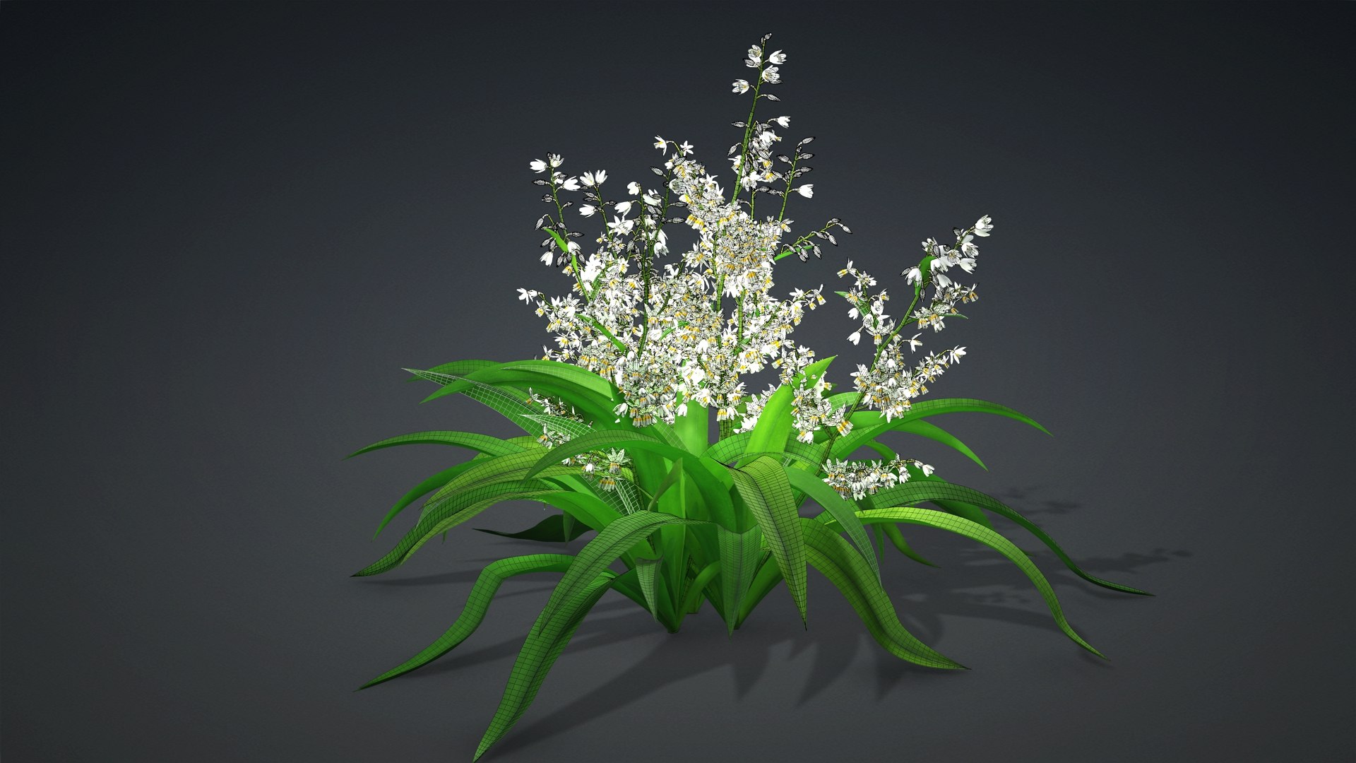 3D Arthropodium https://p.turbosquid.com/ts-thumb/St/1pJXu0/24/arthropodium.e2/jpg/1726751918/1920x1080/fit_q87/1a7b1ef46dc704fa0badd5a8ae8530f4f3220856/arthropodium.e2.jpg