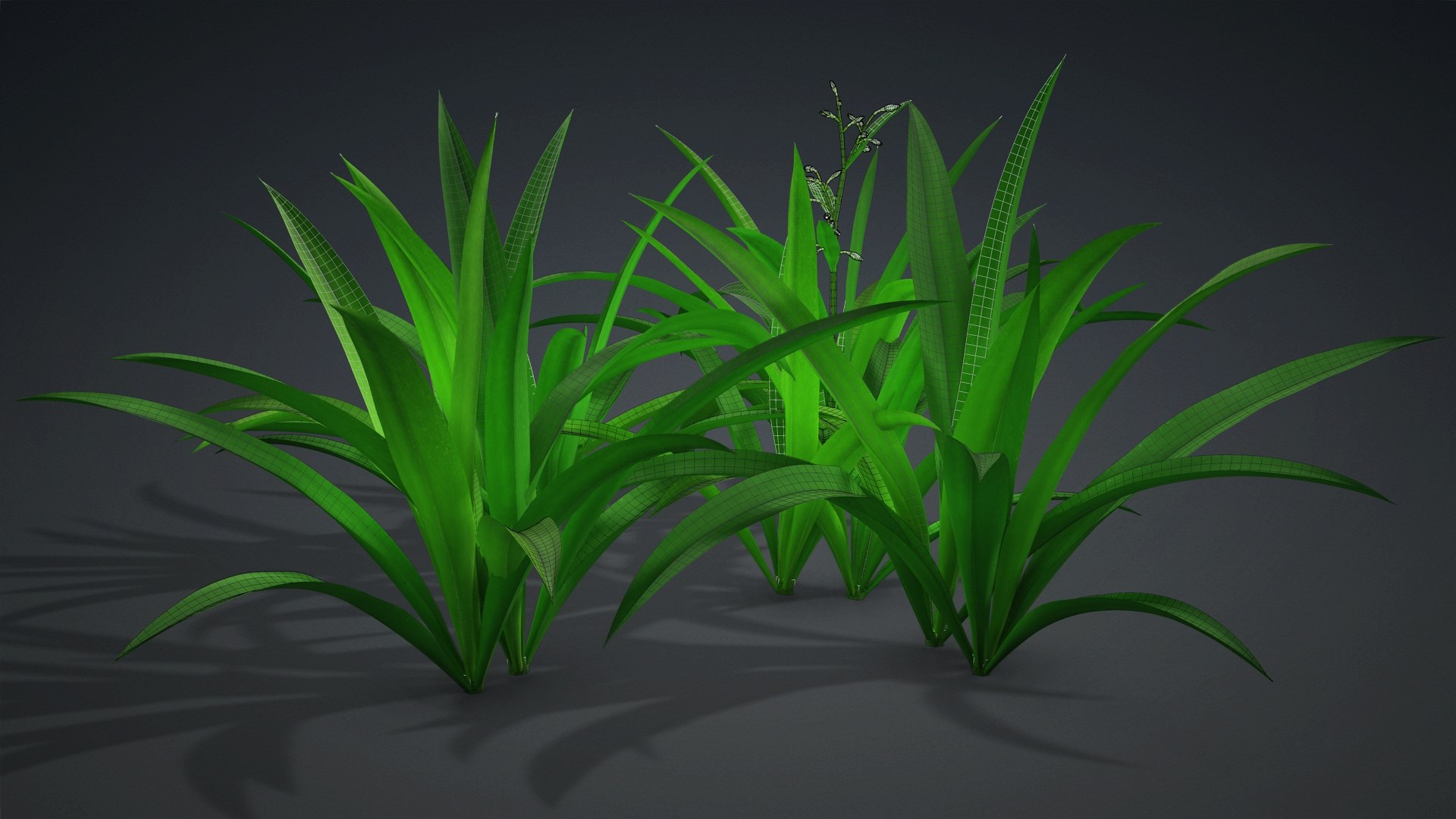 3D Arthropodium https://p.turbosquid.com/ts-thumb/St/1pJXu0/7i/arthropodium.b2/jpg/1726751906/1920x1080/fit_q87/1b47dbeafb6a1537aa8ac1e4d66862c028e5b06d/arthropodium.b2.jpg