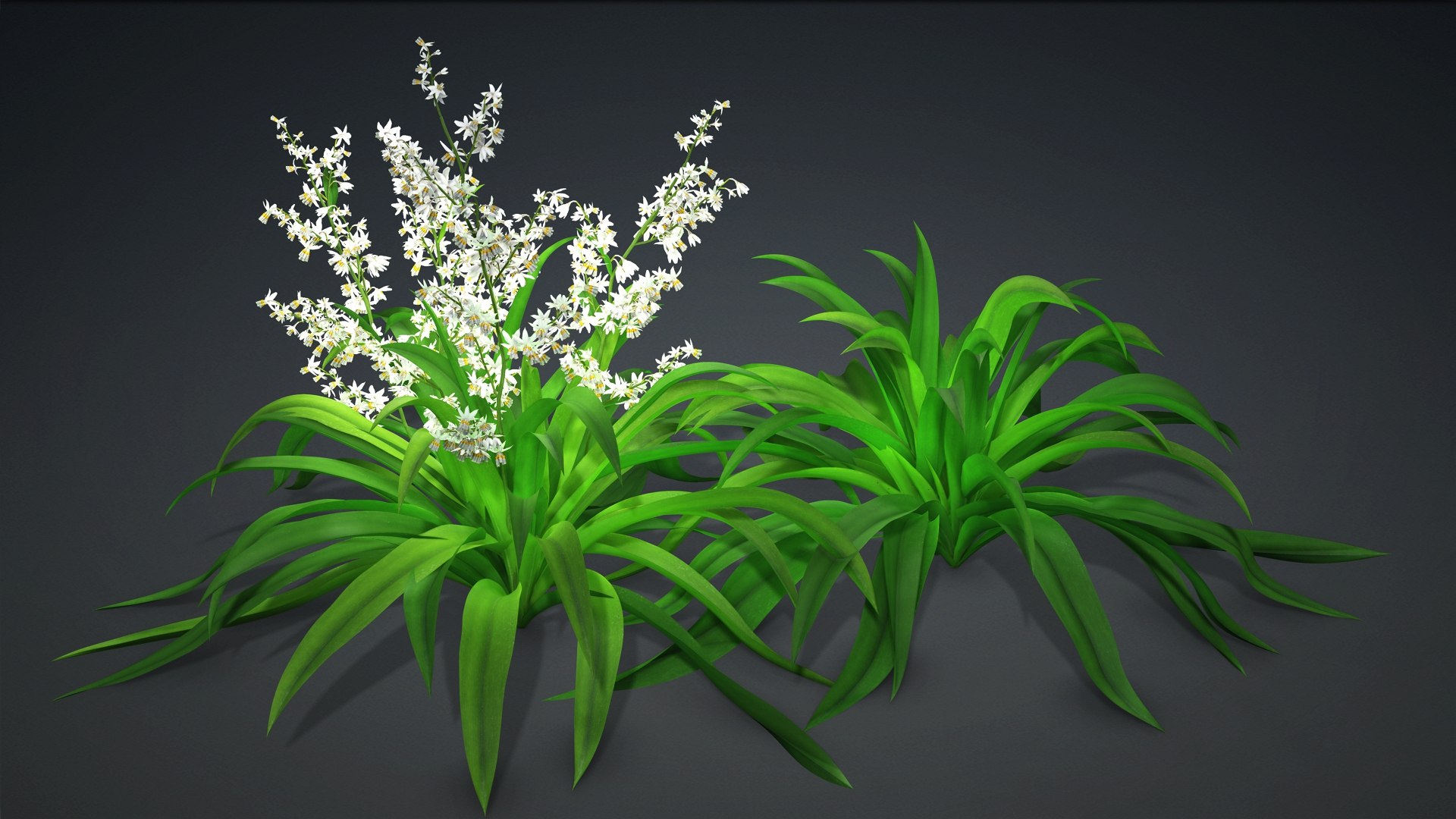 3D Arthropodium https://p.turbosquid.com/ts-thumb/St/1pJXu0/9D/arthropodium.g1/jpg/1726751925/1920x1080/fit_q87/6751e8bf62ebe01e6b1815878c54ebba84b7f2db/arthropodium.g1.jpg