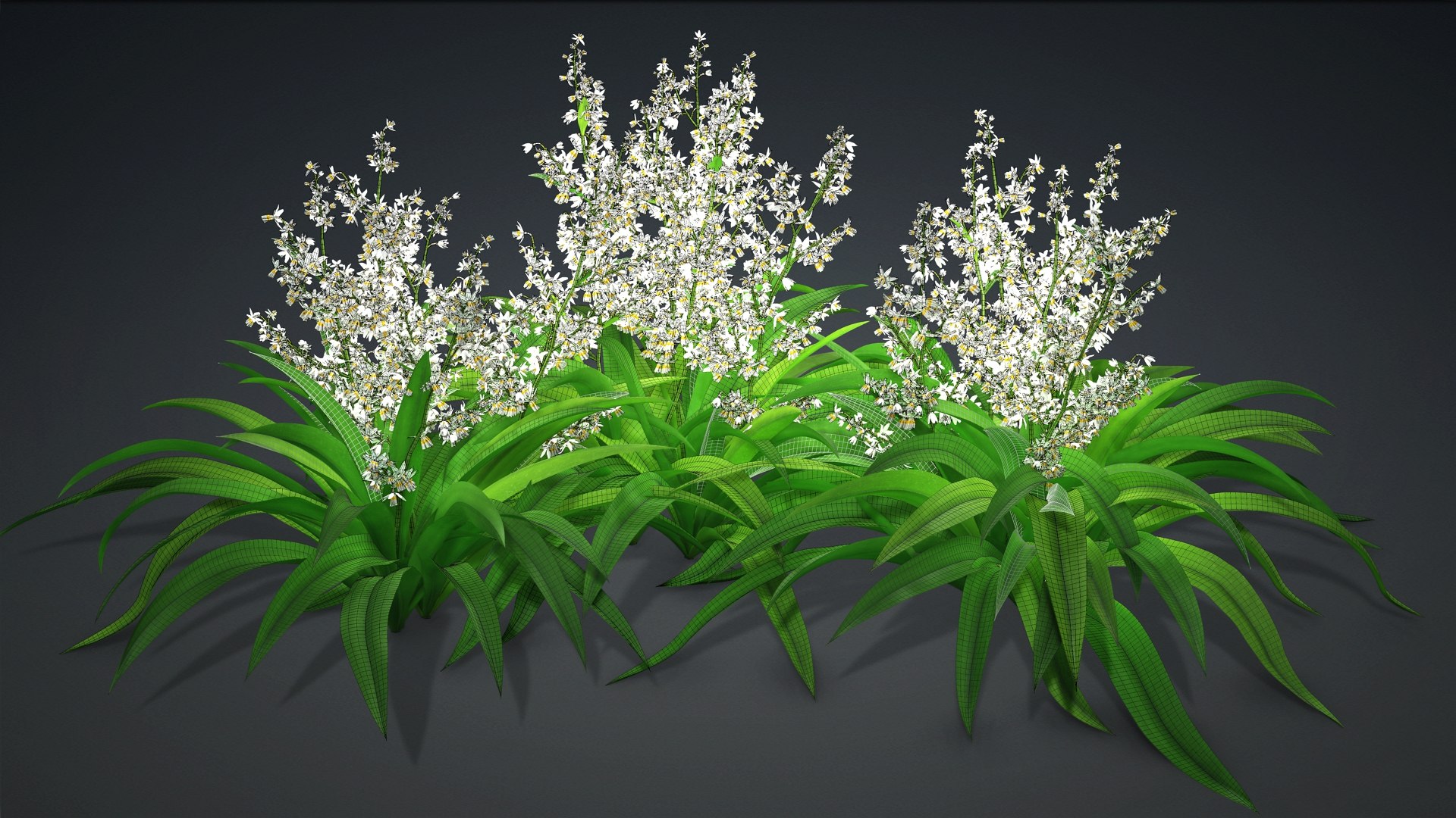 3D Arthropodium https://p.turbosquid.com/ts-thumb/St/1pJXu0/AR/arthropodium.f2/jpg/1726751922/1920x1080/fit_q87/12d58fca5f803239851952443299db4212b7347a/arthropodium.f2.jpg