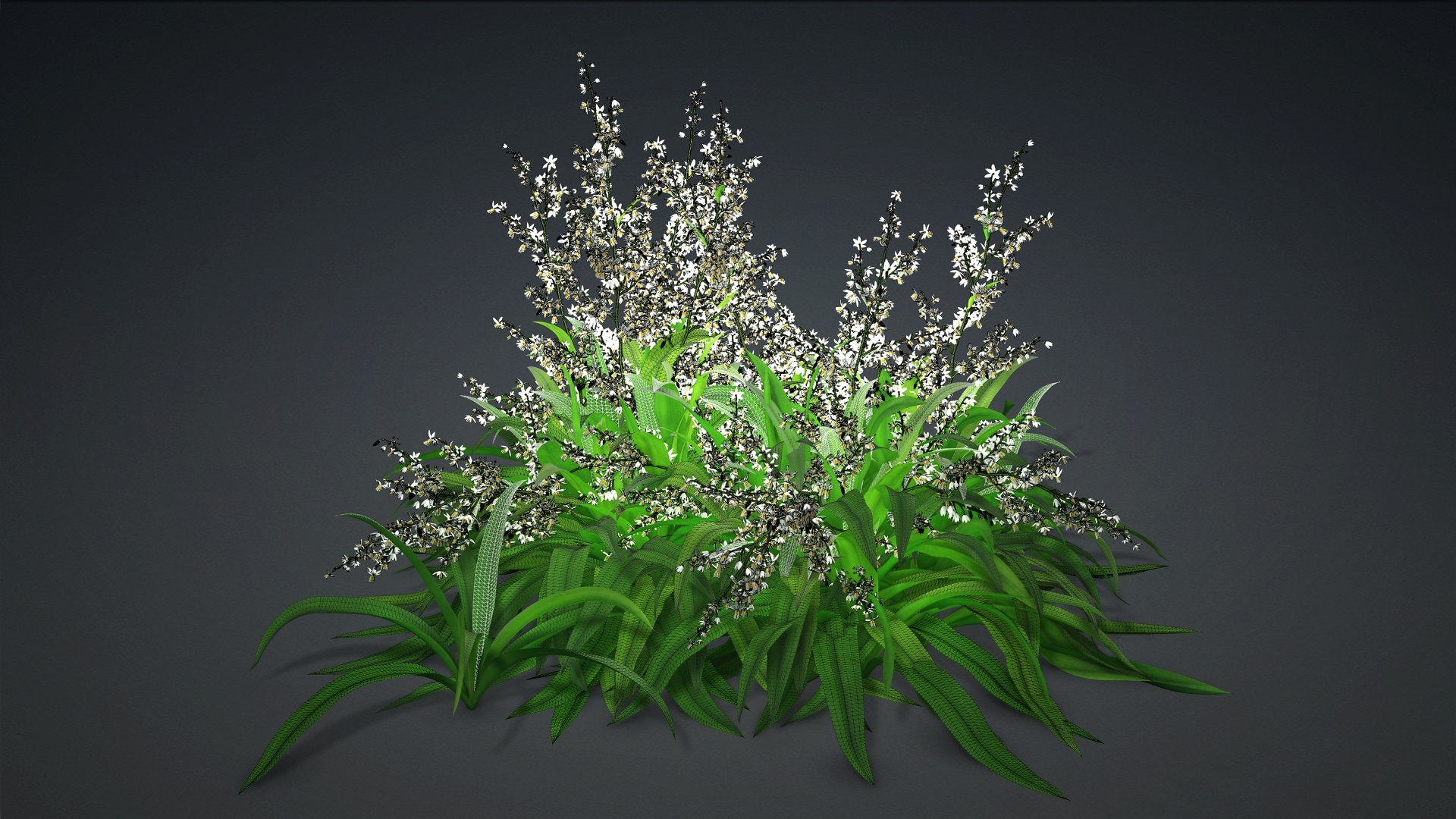 3D Arthropodium https://p.turbosquid.com/ts-thumb/St/1pJXu0/BO/arthropodium.h2/jpg/1726751945/1920x1080/fit_q87/bef0b2239dedd21d894ce4d8d783762d77fab3ac/arthropodium.h2.jpg