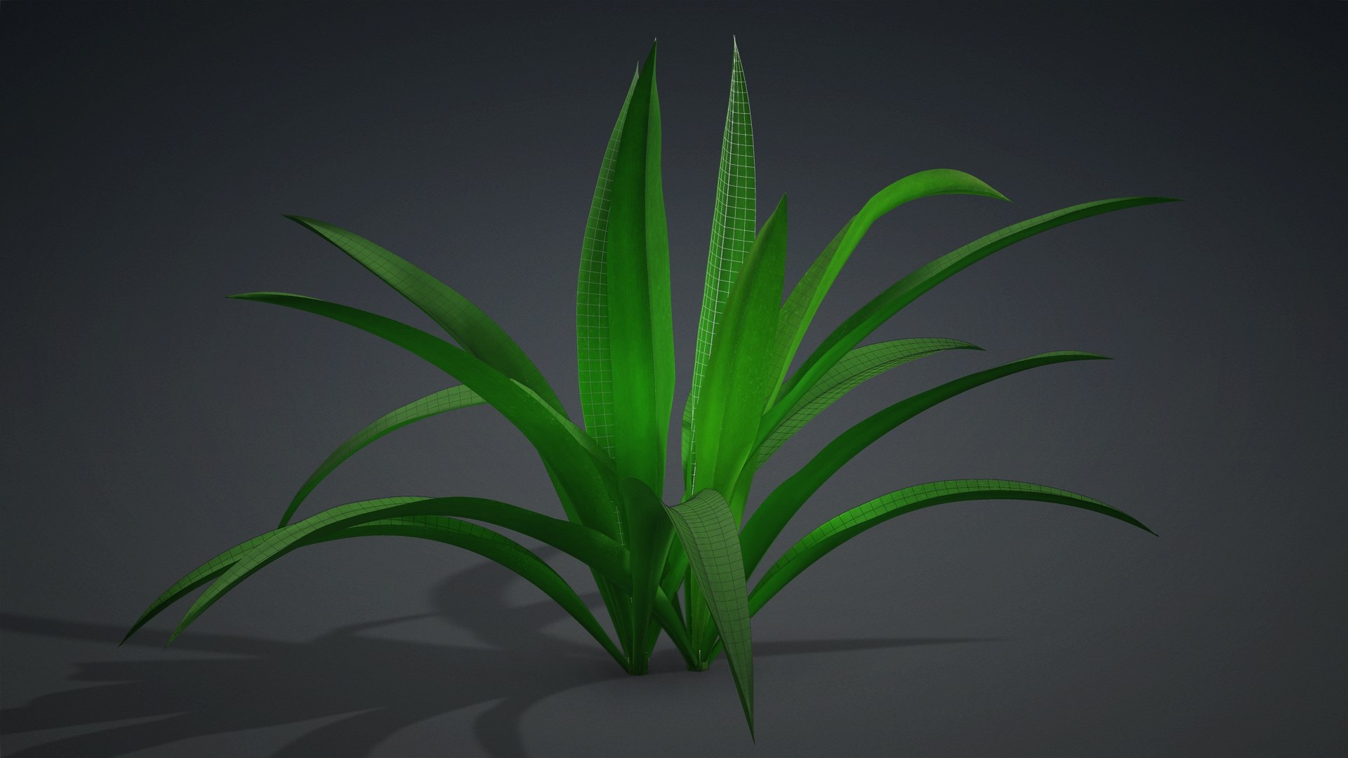 3D Arthropodium https://p.turbosquid.com/ts-thumb/St/1pJXu0/Gf/arthropodium.a2/jpg/1726751890/1920x1080/fit_q87/27257e6bbdd495ece487a35afcb571fdc6374576/arthropodium.a2.jpg
