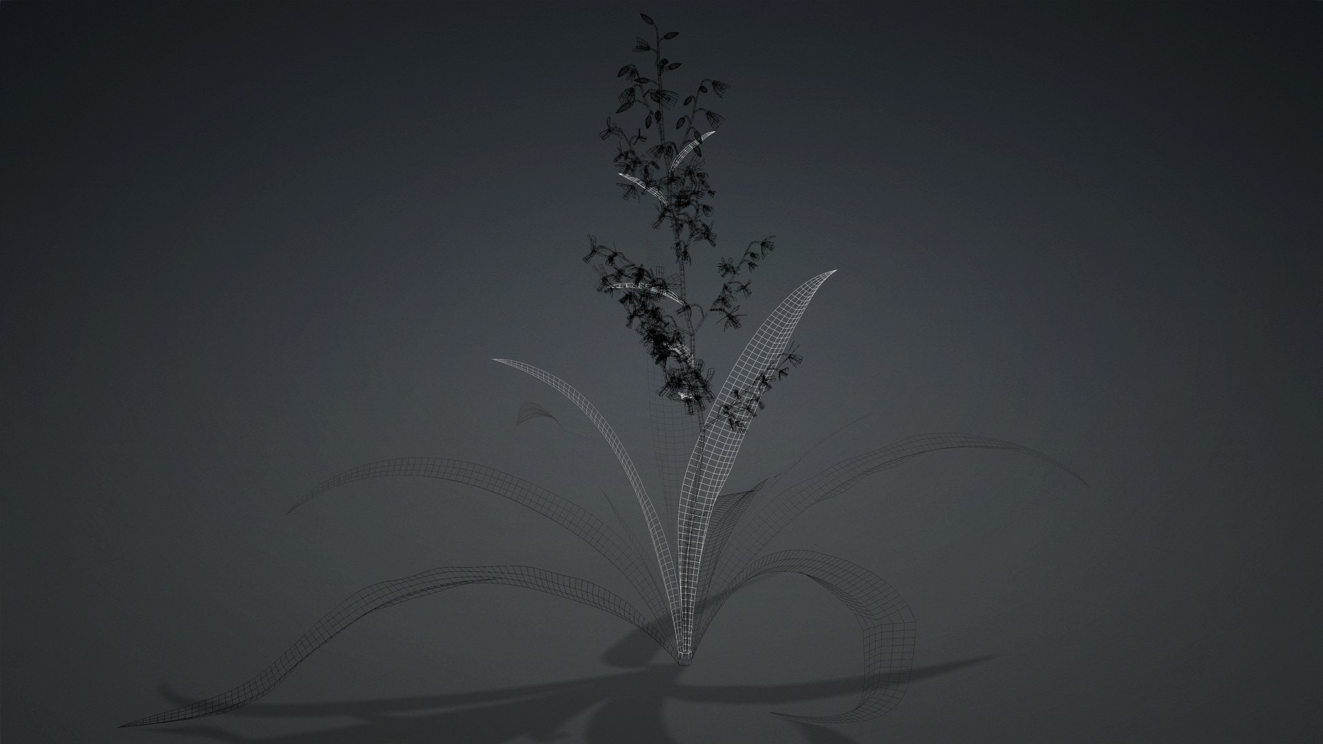 3D Arthropodium https://p.turbosquid.com/ts-thumb/St/1pJXu0/H6/arthropodium.d3/jpg/1726751914/1920x1080/fit_q87/353033ec214733143b4675d6a1cb43276d63e8d4/arthropodium.d3.jpg