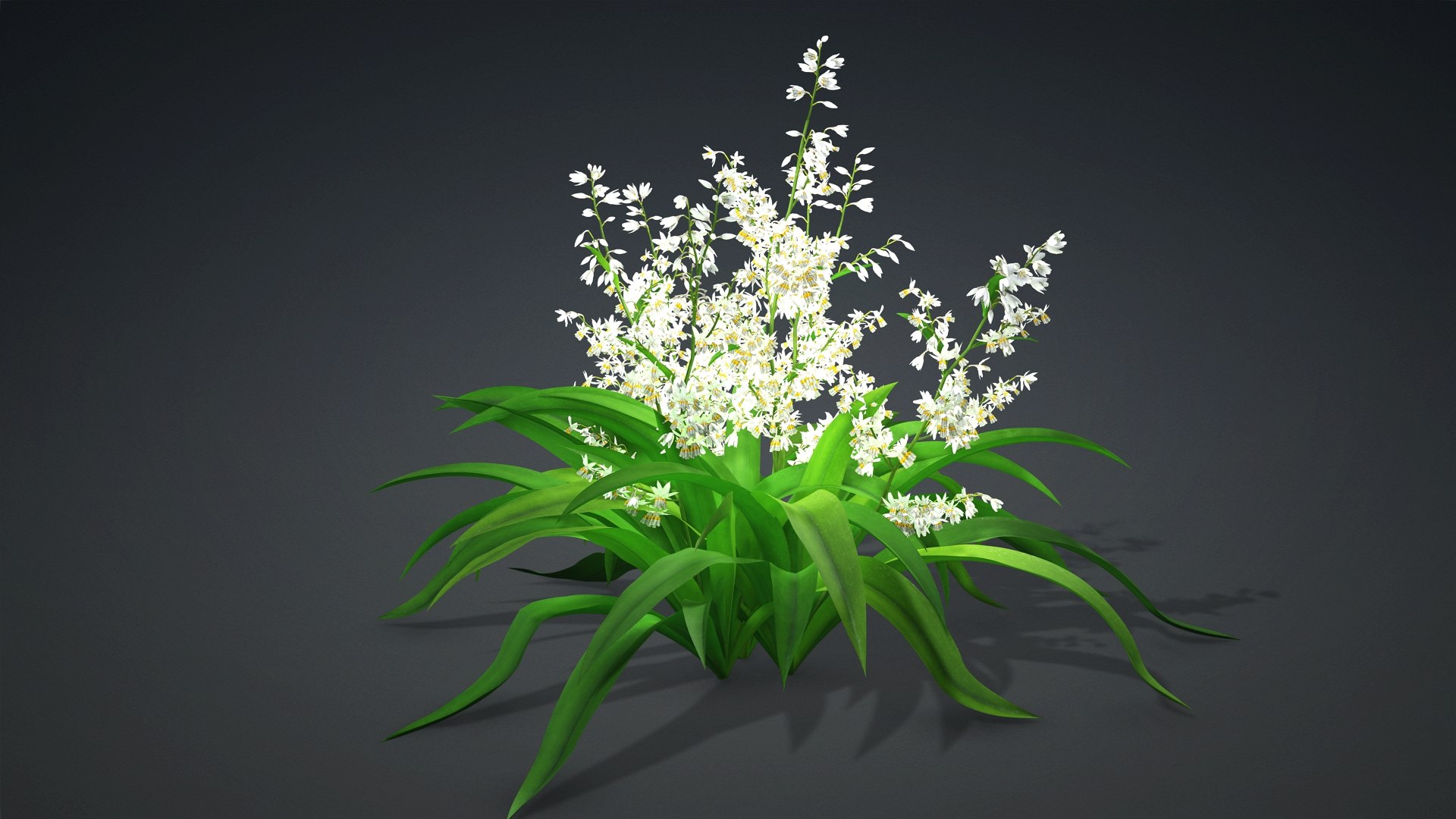 3D Arthropodium https://p.turbosquid.com/ts-thumb/St/1pJXu0/JR/arthropodium.e1/jpg/1726751915/1920x1080/fit_q87/fde04f5fc94056f5fb11aa8ba79e1745d37e226d/arthropodium.e1.jpg