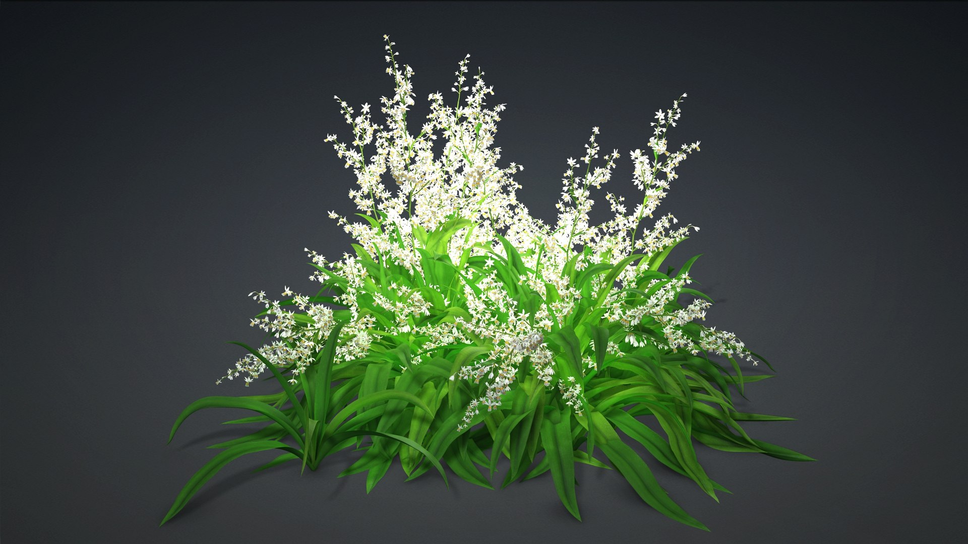 3D Arthropodium https://p.turbosquid.com/ts-thumb/St/1pJXu0/Jv/arthropodium.h1/jpg/1726751944/1920x1080/fit_q87/feaddd75f8771897620764282a82526ba892b031/arthropodium.h1.jpg