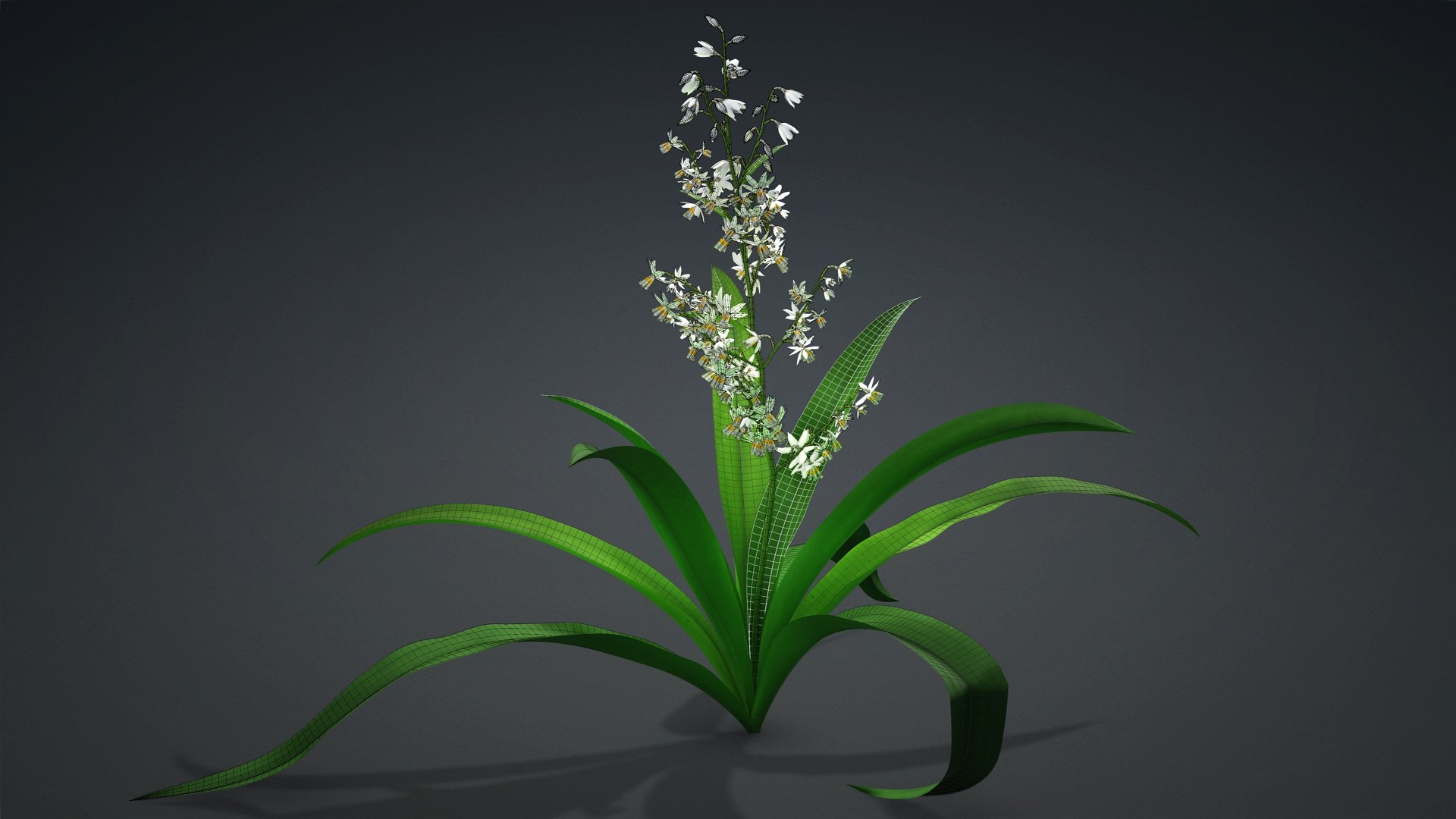 3D Arthropodium https://p.turbosquid.com/ts-thumb/St/1pJXu0/Nj/arthropodium.d2/jpg/1726751913/1920x1080/fit_q87/e0cadb122ca0313eb079ee25f3f693e4f337415b/arthropodium.d2.jpg