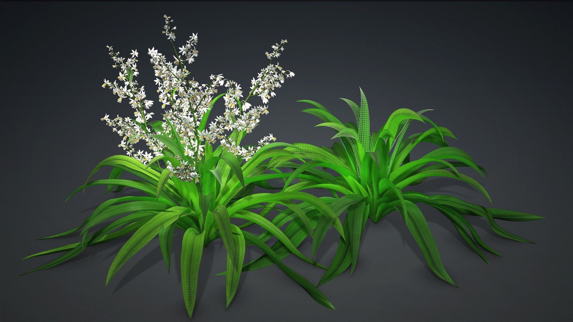 3D Arthropodium https://p.turbosquid.com/ts-thumb/St/1pJXu0/Pl/arthropodium.g2/jpg/1726751939/1920x1080/fit_q87/790e6d32439de96833546cbcaf2aa8f783696b78/arthropodium.g2.jpg