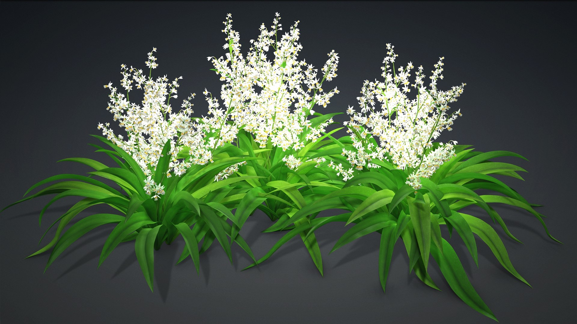 3D Arthropodium https://p.turbosquid.com/ts-thumb/St/1pJXu0/gW/arthropodium.f1/jpg/1726751939/1920x1080/fit_q87/81ca6721f419ae94a4730c08928ac70c1bc84c8a/arthropodium.f1.jpg