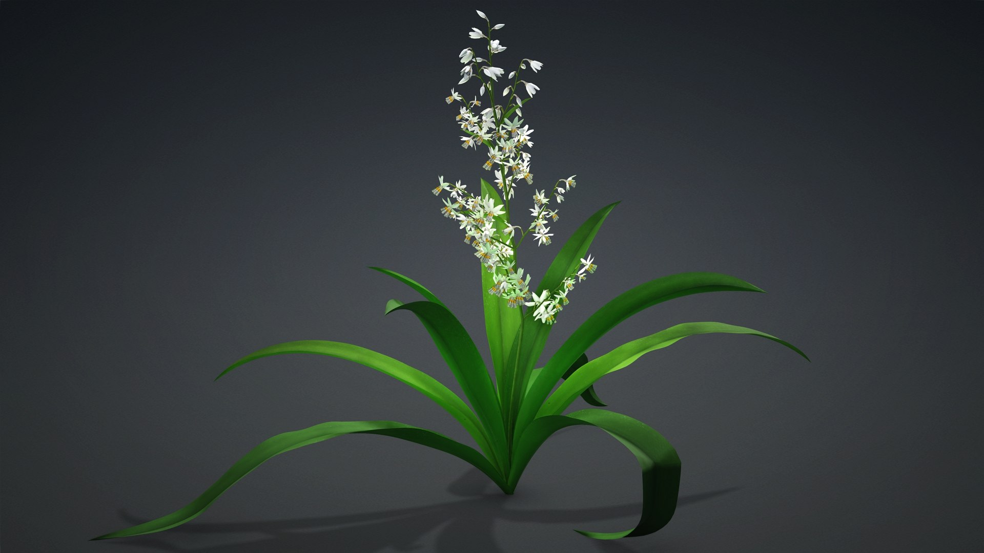 3D Arthropodium https://p.turbosquid.com/ts-thumb/St/1pJXu0/pS/arthropodium.d1/jpg/1726751910/1920x1080/fit_q87/91e0a143a65458ecf0ca2e305a0ccc1a64d58488/arthropodium.d1.jpg