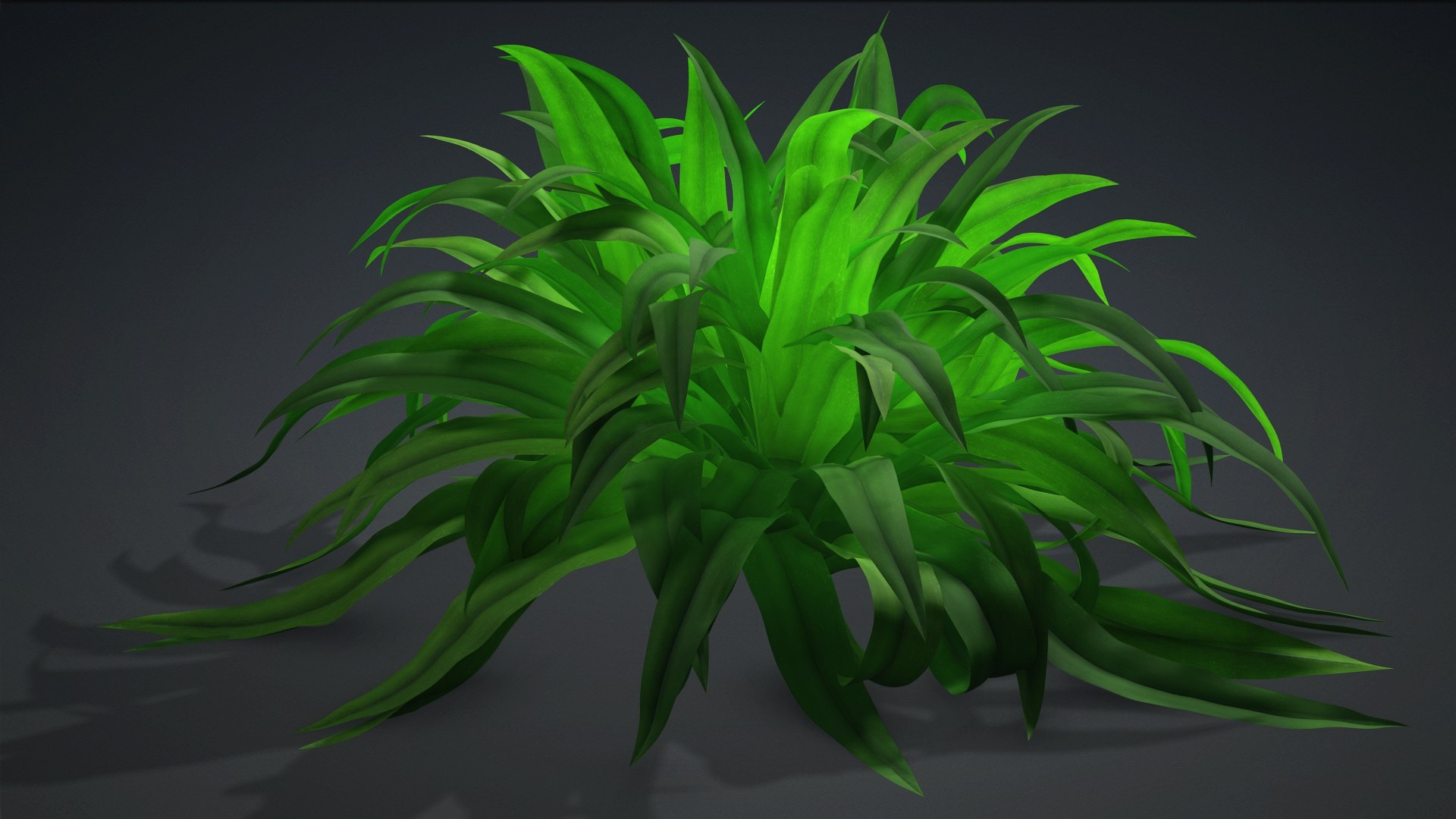 3D Arthropodium https://p.turbosquid.com/ts-thumb/St/1pJXu0/qY/arthropodium.c1/jpg/1726751907/1920x1080/fit_q87/68331008efaed8fa197fc6d1ccb25ed0674d2361/arthropodium.c1.jpg