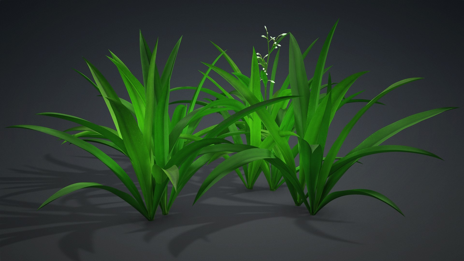 3D Arthropodium https://p.turbosquid.com/ts-thumb/St/1pJXu0/xJ/arthropodium.b1/jpg/1726751901/1920x1080/fit_q87/847fcb056885853355b001f9a0220d2b4fa08b01/arthropodium.b1.jpg