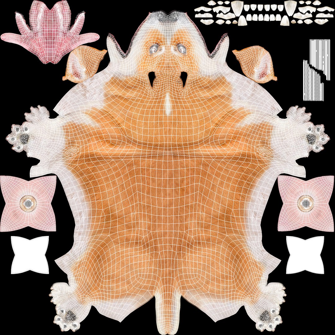Dog Welsh Corgi Pembroke Rigged Model - TurboSquid 2410460