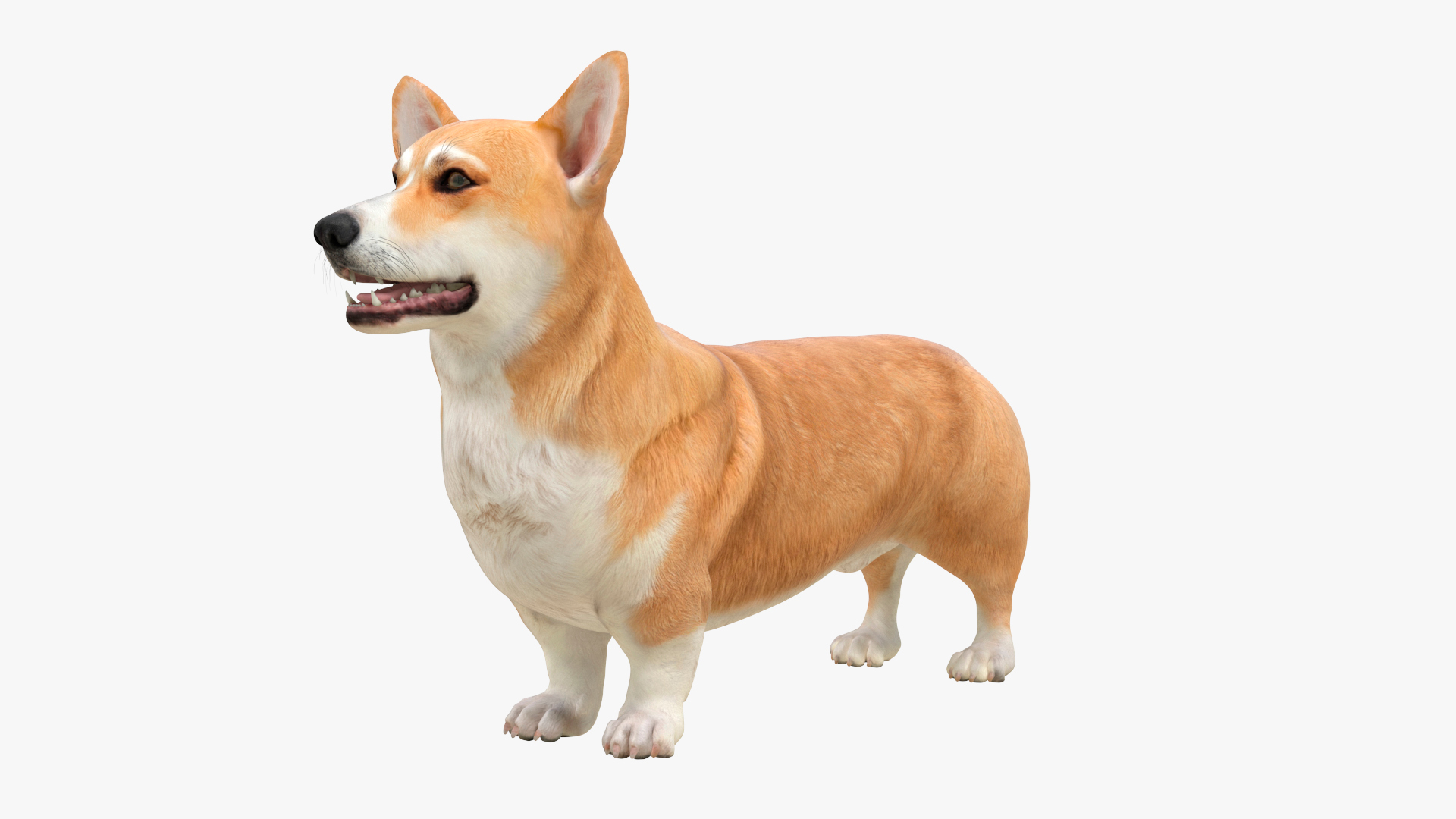 Dog Welsh Corgi Pembroke Rigged Model - TurboSquid 2410460