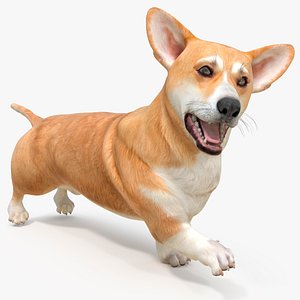 Dog Welsh Corgi Pembroke Rigged model