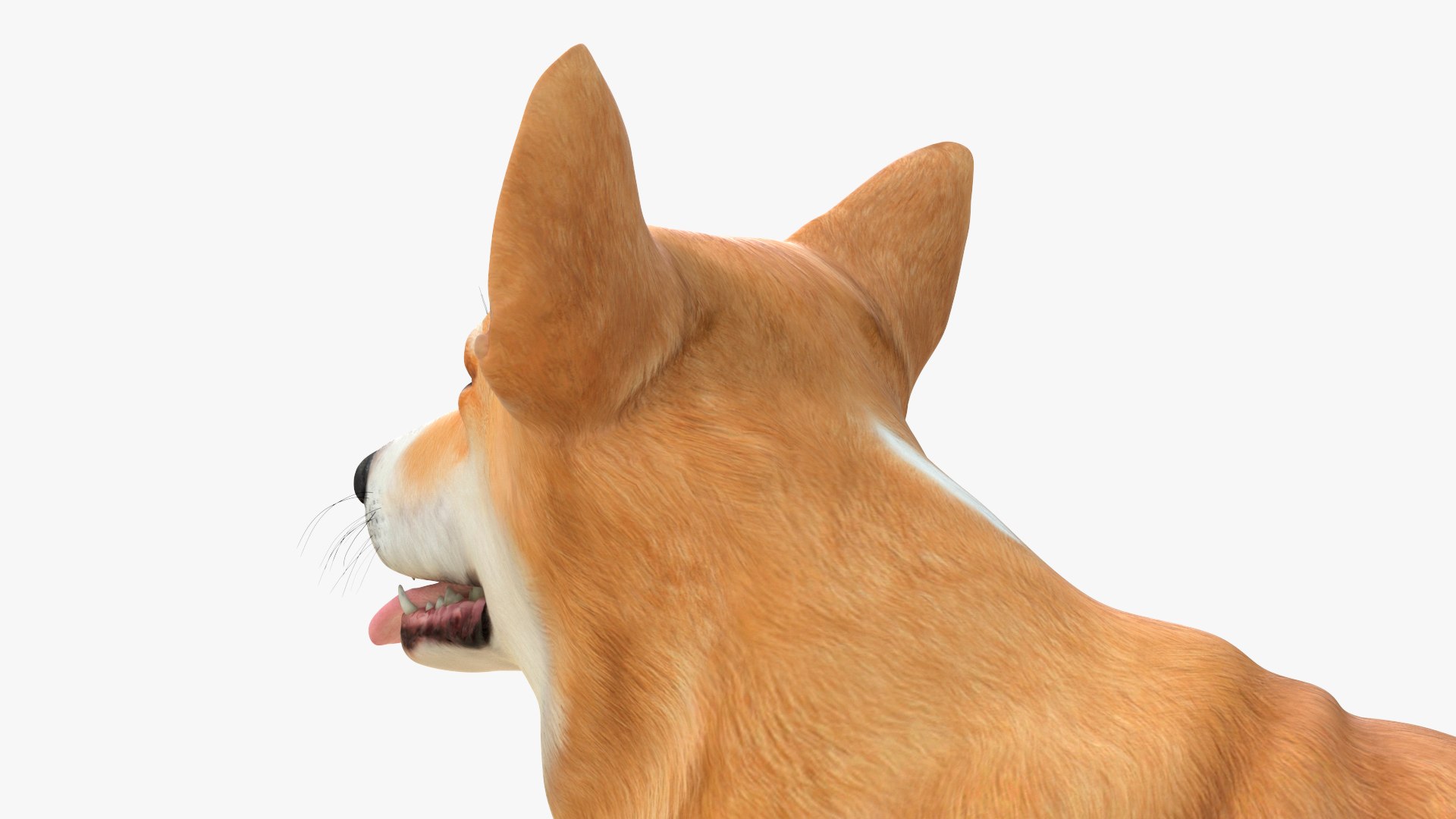 Dog Welsh Corgi Pembroke Rigged Model - TurboSquid 2410460